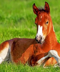 Horse Stallion In Grass paint by numbers