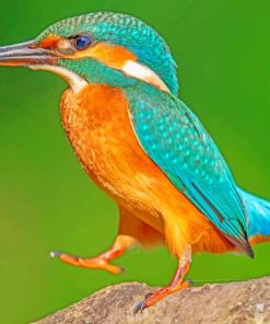 Kingfisher Standing On Rock paint by numbers