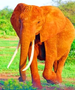 Lone Giant Elephant Paint By Numbers