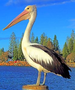 Lone Pelican Paint By Numbers