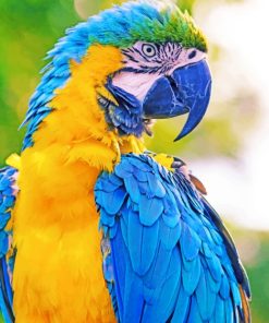 Macaw Parrot paint by numbers