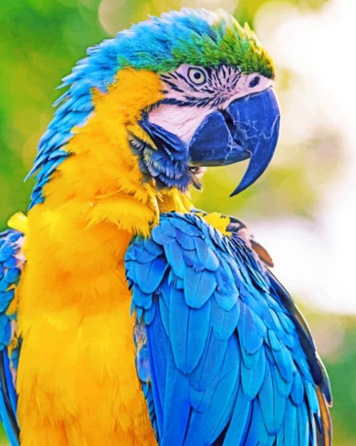 Macaw Parrot paint by numbers