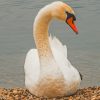 Mute Swan Duck paint by numbers