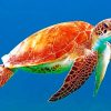 Ocean Turtle Paint By Numbers