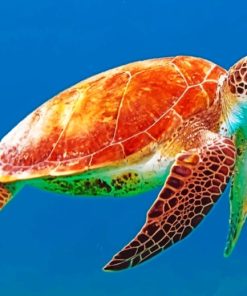 Ocean Turtle Paint By Numbers