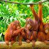 Orangutan Monkeys Paint By Numbers