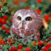 Owl In Garden paint by numbers