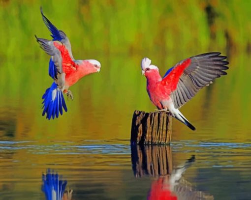 Parrot Birds On Tree Stump paint by numbers