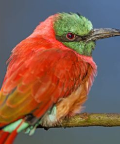 Perched Bee Eater Bird paint by numbers