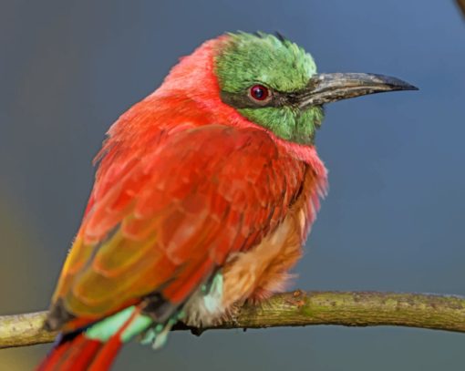 Perched Bee Eater Bird paint by numbers