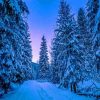 Photography Trees Covered With Snow