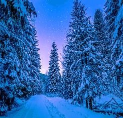 Photography Trees Covered With Snow