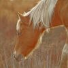 Pony Horse Grazing paint by numbers