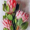 Protea Flower Paint By Numbers