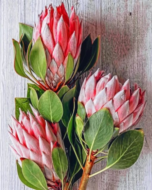 Protea Flower Paint By Numbers