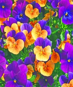 Purple And Yellow Pansies Paint By Numbers