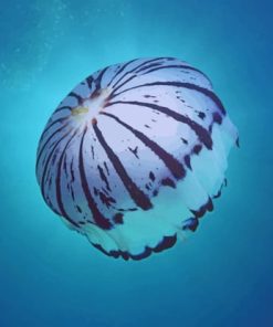 Purple Striped Jellyfish Southern California paint by numbers