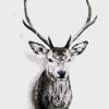 deer animals paintb by numbers