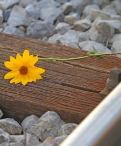 Rail Track Flower paint by numbers