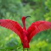 Red Heron Bird paint by numbers