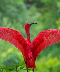 Red Heron Bird paint by numbers