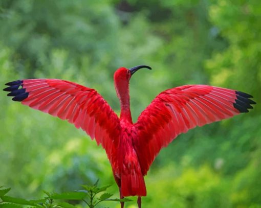 Red Heron Bird paint by numbers