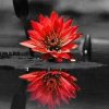 Red Black Flower on Water ppaint by numbers