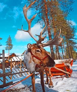 Reindeer In Finland Paint By Numbers