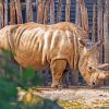 Rhinoceros In Zoo paint by numbers