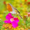 Robin On Red Flower Paint By Numbers