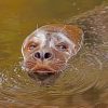 Sea Lion In Water paint by numbers