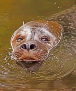 Sea Lion In Water paint by numbers