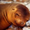 Sleepy Seal Animal paint by numbers