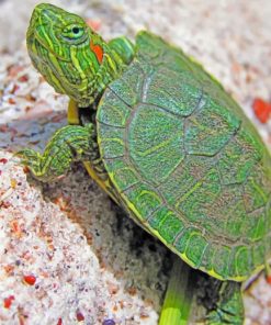 Small Turtle Species paint by numbers