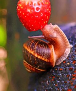 Snail Eating Strawberry paint by numbers