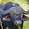 South African Banteng paint by numbers