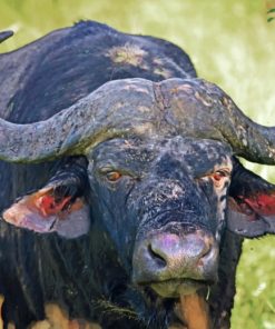 South African Banteng paint by numbers