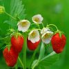 Strawberries With Flowers paint by numbers