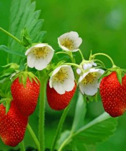 Strawberries With Flowers paint by numbers