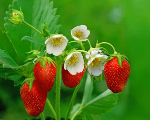 Strawberries With Flowers paint by numbers