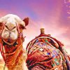 Sunset Camel Paint By Numbers