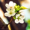 Tree Blooms paint by numbers