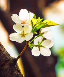 Tree Blooms paint by numbers