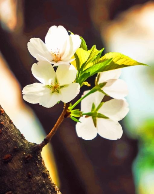 Tree Blooms paint by numbers