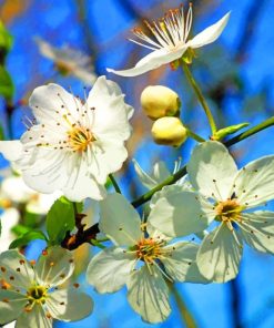 White Cherry blossom Paint By Numbers