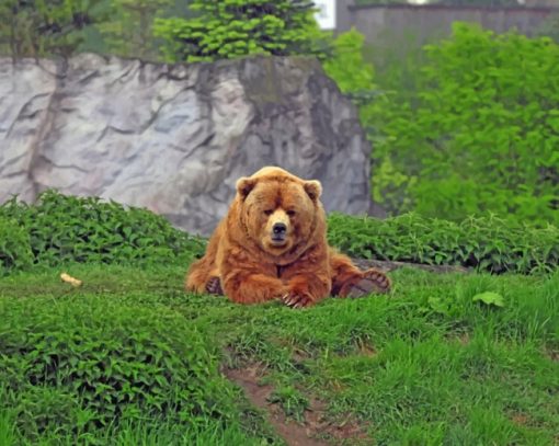 Wild Bear Sitting On Grass paint by numbers