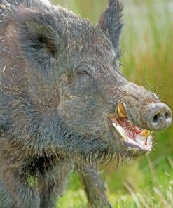 Wild Boar Pig paint by numbers