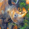 Wild Brown Rhinoceros paint by numbers