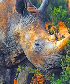 Wild Brown Rhinoceros paint by numbers