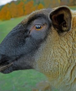 Wild Mountains Sheep paint by numbers